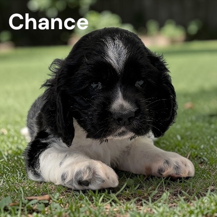 puppy, for, sale, Cocker Spaniel, Joe & Cherri  Overlease, dog, breeder, Miller, MO, dog-breeder, puppy-for-sale, forsale, nearby, find, puppyfind, locator, puppylocator, aca